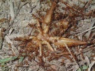 yellow_crazy_ants_and_cricket